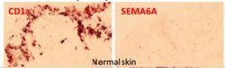 Dystonin Antibody (H5E.Hy.4B), Novus Biologicals 0.1mg; Unlabeled:Antibodies,