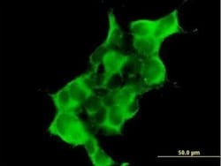 Dystrobrevin alpha Antibody, Novus Biologicals 0.05 mg | Buy Online | Novus Biologicals | Fisher Scientific