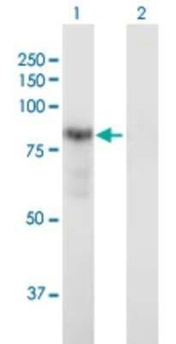 Dystrobrevin alpha Antibody, Novus Biologicals 50 &mu;g | Buy Online | Novus Biologicals | Fisher Scientific