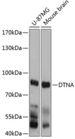 Dystrobrevin alpha Antibody - Azide and BSA Free, Novus Biologicals 0.02