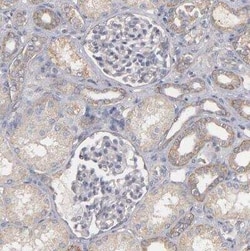 Dystrophin Antibody, Novus Biologicals:Antibodies:Primary Antibodies