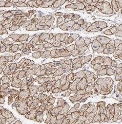 Dystrophin Antibody, Novus Biologicals:Antibodies:Primary Antibodies