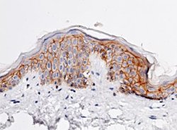 E-Cadherin Rabbit anti-Human, Clone: 32, Novus Biologicals 50 &mu;g; Unconjugated:Antibodies,
