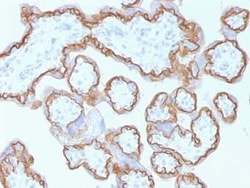 E-Cadherin Antibody (CDH1/1525), Novus Biologicals:Antibodies:Primary Antibodies