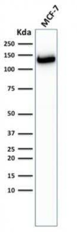 E-Cadherin Antibody (CDH1/2208R) - Azide and BSA Free, Novus Biologicals