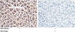 E-Cadherin Antibody, Novus Biologicals:Antibodies:Primary Antibodies