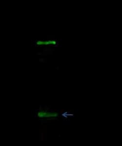 E-Cadherin Antibody, Novus Biologicals:Antibodies:Primary Antibodies