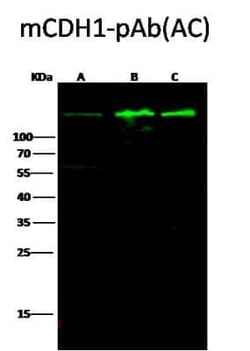 E-Cadherin Antibody, Novus Biologicals:Antibodies:Primary Antibodies