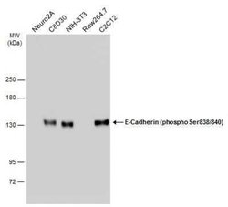 E-Cadherin, p Ser838, p Ser840 Antibody, Novus Biologicals 100 &mu;g | Buy Online | Novus Biologicals | Fisher Scientific