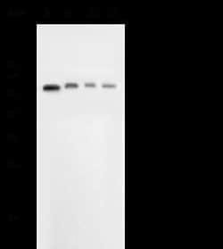 E-Selectin/CD62E Rabbit anti-Mouse, Clone: 15, Novus Biologicals 100 &mu;g;