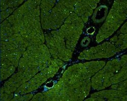 E-Selectin/CD62E Antibody, Novus Biologicals 50 &mu;g; Unconjugated:Antibodies,
