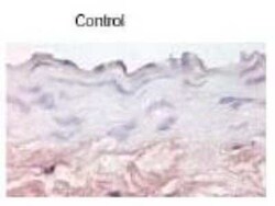E-Selectin/CD62E Antibody, Novus Biologicals 50 &mu;g; Unconjugated:Antibodies,