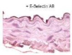 E-Selectin/CD62E Antibody, Novus Biologicals 50 &mu;g; Unconjugated:Antibodies,