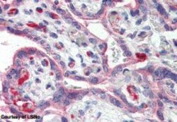 E-Selectin/CD62E Antibody, Novus Biologicals 50 &mu;g; Unconjugated:Antibodies,