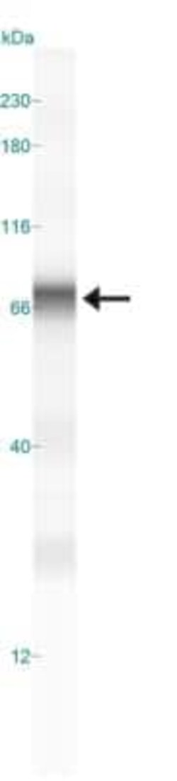 E-Selectin/CD62E Antibody, Novus Biologicals 50 &mu;g; Unconjugated:Antibodies,