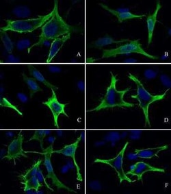 E-Tag Epitope Tag Antibody, Novus Biologicals:Antibodies:Primary Antibodies