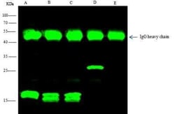 E-Tag Epitope Tag Antibody, Novus Biologicals:Antibodies:Primary Antibodies