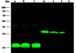 E-Tag Epitope Tag Antibody, Novus Biologicals:Antibodies:Primary Antibodies