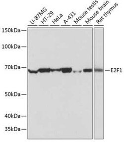 E2F-1 Rabbit anti-Human, Mouse, Rat, Clone: 5Z5U3, Novus Biologicals 20 &mu;g | Buy Online | Novus Biologicals | Fisher Scientific