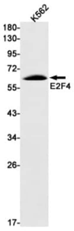 E2F-4 Antibody (S09-7E6), Novus Biologicals 50 &mu;g; Unconjugated:Antibodies,