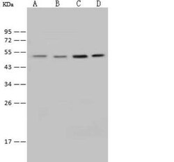 E2F-4 Antibody, Novus Biologicals 100 &mu;g, Unconjugated:Antibodies, Polyclonal