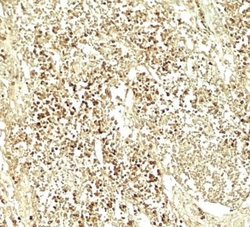E2F3 Antibody - BSA Free, Novus Biologicals 0.1 mg | Buy Online | Novus Biologicals | Fisher Scientific