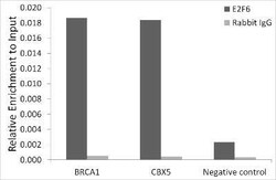 E2F6 Rabbit anti-Human, Clone: 9I5M0, Novus Biologicals 20 &mu;g | Buy Online | Novus Biologicals | Fisher Scientific