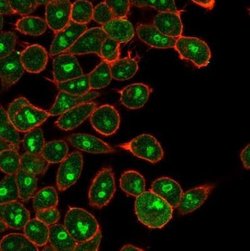 E2F6 Antibody (PCRP-E2F6-1F8) - Azide and BSA Free, Novus Biologicals 100