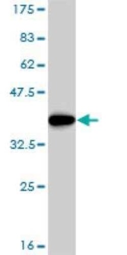 E2F6 Antibody (1F7-A9), Novus Biologicals 0.1 mg | Buy Online | Novus Biologicals | Fisher Scientific