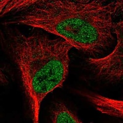 E2F6 Antibody, Novus Biologicals:Antibodies:Primary Antibodies