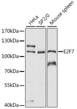 E2F7 Antibody - Azide and BSA Free, Novus Biologicals:Antibodies:Primary