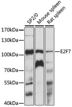E2F7 Antibody - Azide and BSA Free, Novus Biologicals:Antibodies:Primary
