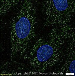 EAAT1/GLAST-1/SLC1A3 Antibody - BSA Free, Novus Biologicals:Antibodies:Primary