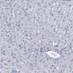 EAAT1/GLAST-1/SLC1A3 Antibody, Novus Biologicals 0.1 mL | Buy Online | Novus Biologicals | Fisher Scientific