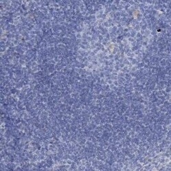 EAAT1/GLAST-1/SLC1A3 Antibody, Novus Biologicals 0.1 mL | Buy Online | Novus Biologicals | Fisher Scientific