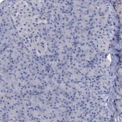 EAAT1/GLAST-1/SLC1A3 Antibody, Novus Biologicals 0.1 mL | Buy Online | Novus Biologicals | Fisher Scientific