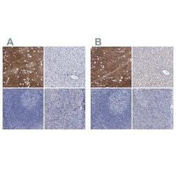 EAAT1/GLAST-1/SLC1A3 Antibody, Novus Biologicals 0.1 mL | Buy Online | Novus Biologicals | Fisher Scientific
