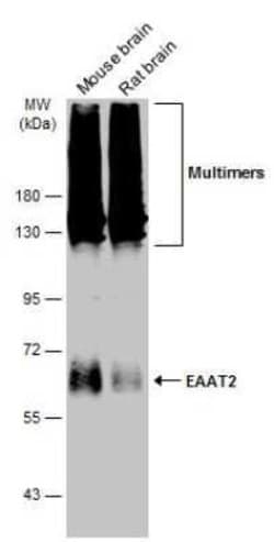 EAAT2/GLT1 Antibody, Novus Biologicals 100 &mu;g | Buy Online | Bio-Techne | Fisher Scientific