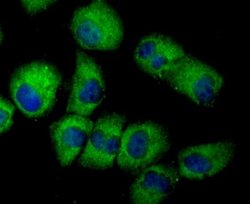 EAAT3 Rabbit anti-Human, Mouse, Rat, Clone: JU39-69, Novus Biologicals