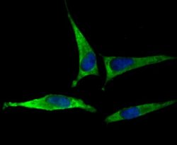 EAAT3 Rabbit anti-Human, Mouse, Rat, Clone: JU39-69, Novus Biologicals