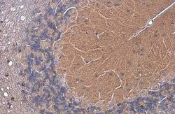 EAAT4 Antibody, Novus Biologicals 100 μg; Unconjugated:Antibodies, Polyclonal