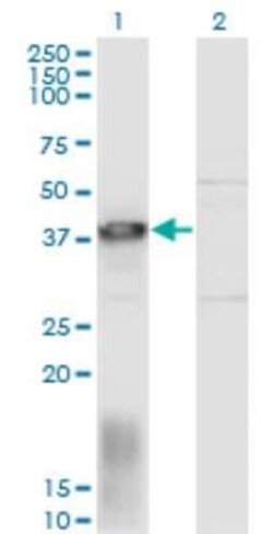 EAF1 Antibody (1G2), Novus Biologicals 0.1 mg | Buy Online | Novus Biologicals | Fisher Scientific