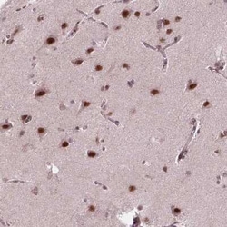 EAF1 Antibody, Novus Biologicals:Antibodies:Primary Antibodies