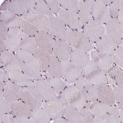 EAF1 Antibody, Novus Biologicals:Antibodies:Primary Antibodies