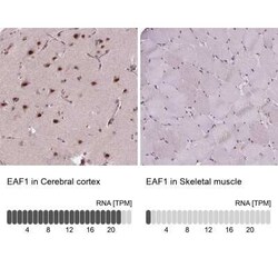 EAF1 Antibody, Novus Biologicals:Antibodies:Primary Antibodies