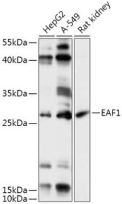 EAF1 Antibody - Azide and BSA Free, Novus Biologicals 0.1 mL, Unconjugated:Antibodies,