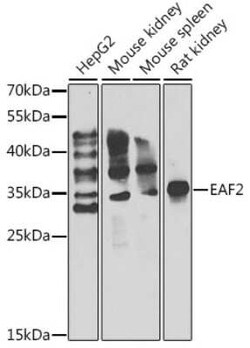 EAF2 Antibody - BSA Free, Novus Biologicals 0.02 mL, Unconjugated:Antibodies,