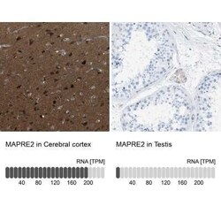 EB2 Antibody, Novus Biologicals 0.1 mL; Unconjugated:Antibodies, Polyclonal