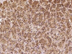 EB2 Antibody, Novus Biologicals:Antibodies:Primary Antibodies