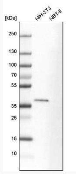 EB2 Antibody, Novus Biologicals 0.1 mL; Unconjugated:Antibodies, Polyclonal